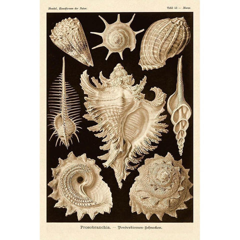 Haeckel Nature Illustrations: Gastropods - Sepia Tint Gold Ornate Wood Framed Art Print with Double Matting by Haeckel, Ernst