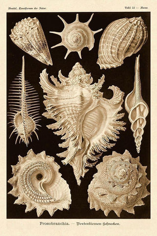 Haeckel Nature Illustrations: Gastropods - Sepia Tint White Modern Wood Framed Art Print with Double Matting by Haeckel, Ernst