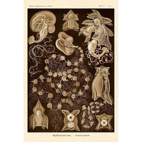 Haeckel Nature Illustrations: Siphoneae Hydrozoa - Sepia Tint Gold Ornate Wood Framed Art Print with Double Matting by Haeckel, Ernst