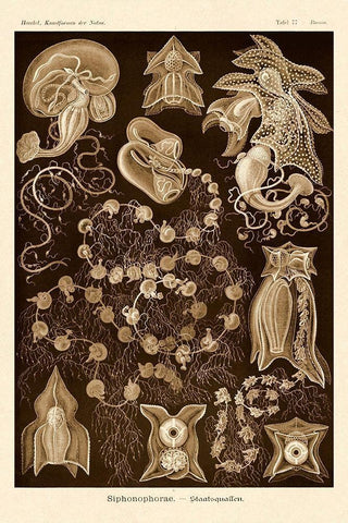 Haeckel Nature Illustrations: Siphoneae Hydrozoa - Sepia Tint White Modern Wood Framed Art Print with Double Matting by Haeckel, Ernst