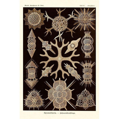 Haeckel Nature Illustrations: Spumellaria - Sepia Tint White Modern Wood Framed Art Print by Haeckel, Ernst