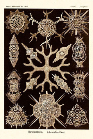 Haeckel Nature Illustrations: Spumellaria - Sepia Tint Black Ornate Wood Framed Art Print with Double Matting by Haeckel, Ernst