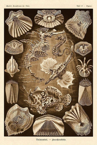 Haeckel Nature Illustrations: Teleostei, bony Fishes - Sepia Tint White Modern Wood Framed Art Print with Double Matting by Haeckel, Ernst