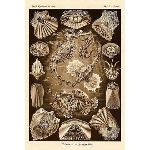 Haeckel Nature Illustrations: Teleostei, bony Fishes - Sepia Tint Black Modern Wood Framed Art Print by Haeckel, Ernst