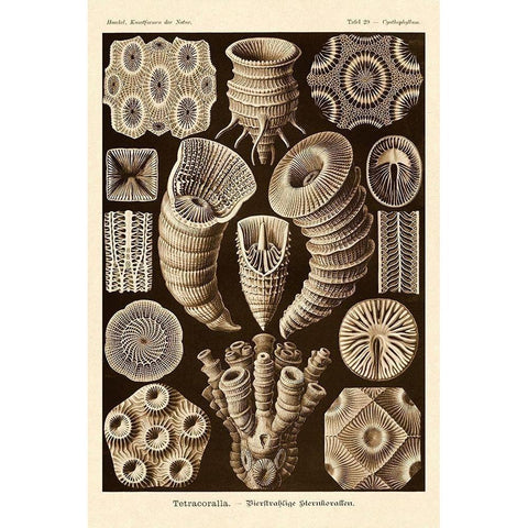 Haeckel Nature Illustrations: Tetracoralla, Coral - Sepia Tint White Modern Wood Framed Art Print by Haeckel, Ernst