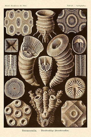 Haeckel Nature Illustrations: Tetracoralla, Coral - Sepia Tint Black Ornate Wood Framed Art Print with Double Matting by Haeckel, Ernst
