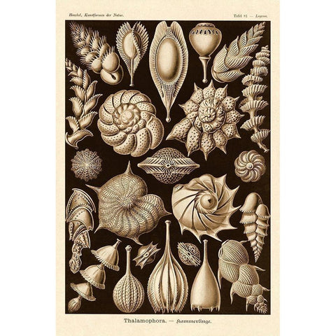Haeckel Nature Illustrations: Thalamophora, Forminifera - Sepia Tint Black Modern Wood Framed Art Print with Double Matting by Haeckel, Ernst