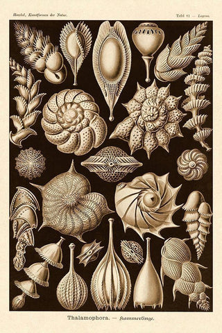 Haeckel Nature Illustrations: Thalamophora, Forminifera - Sepia Tint White Modern Wood Framed Art Print with Double Matting by Haeckel, Ernst