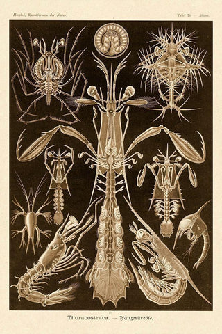 Haeckel Nature Illustrations: Thoracostraca, Crustaceans - Sepia Tint White Modern Wood Framed Art Print with Double Matting by Haeckel, Ernst