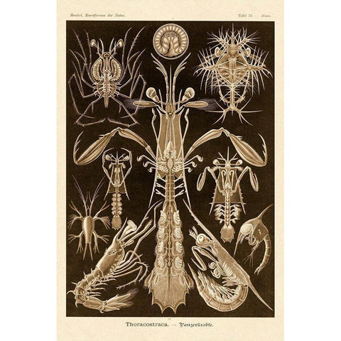 Haeckel Nature Illustrations: Thoracostraca, Crustaceans - Sepia Tint Black Modern Wood Framed Art Print with Double Matting by Haeckel, Ernst