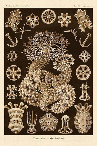 Haeckel Nature Illustrations: Sea Cucumbers - Sepia Tint Black Ornate Wood Framed Art Print with Double Matting by Haeckel, Ernst