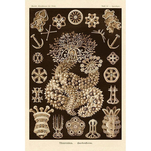 Haeckel Nature Illustrations: Sea Cucumbers - Sepia Tint Gold Ornate Wood Framed Art Print with Double Matting by Haeckel, Ernst