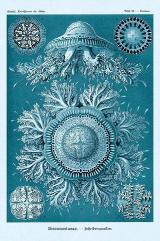 Haeckel Nature Illustrations: Jelly Fish - Blue-Green Tint White Modern Wood Framed Art Print with Double Matting by Haeckel, Ernst