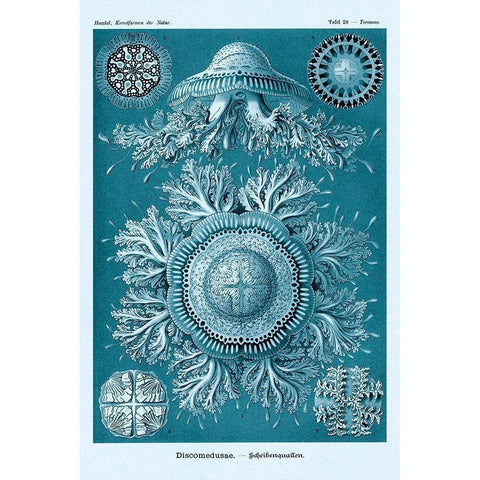 Haeckel Nature Illustrations: Jelly Fish - Blue-Green Tint Black Modern Wood Framed Art Print by Haeckel, Ernst