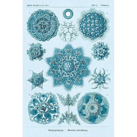 Haeckel Nature Illustrations: Polycytaria Radiolaria - Blue-Green Tint Black Modern Wood Framed Art Print with Double Matting by Haeckel, Ernst
