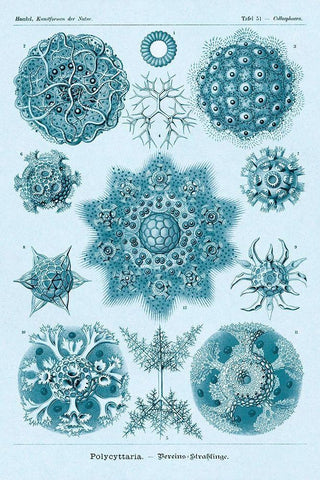 Haeckel Nature Illustrations: Polycytaria Radiolaria - Blue-Green Tint White Modern Wood Framed Art Print with Double Matting by Haeckel, Ernst