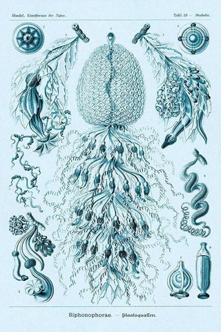 Haeckel Nature Illustrations: Siphoneae Hydrozoa - Blue-Green Tint White Modern Wood Framed Art Print with Double Matting by Haeckel, Ernst