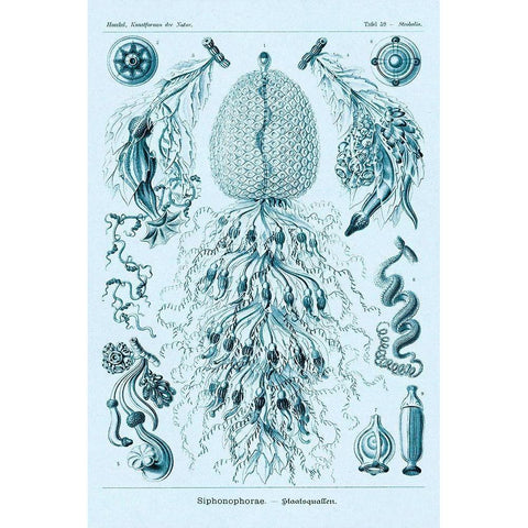Haeckel Nature Illustrations: Siphoneae Hydrozoa - Blue-Green Tint Black Modern Wood Framed Art Print by Haeckel, Ernst