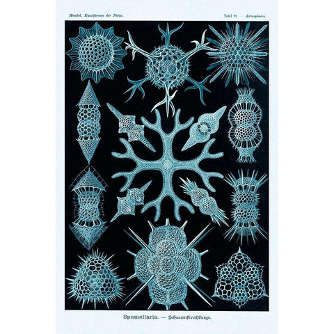 Haeckel Nature Illustrations: Spumellaria - Blue-Green Tint White Modern Wood Framed Art Print by Haeckel, Ernst