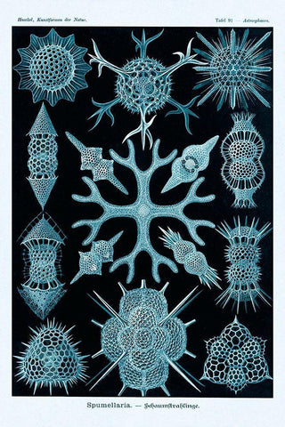 Haeckel Nature Illustrations: Spumellaria - Blue-Green Tint White Modern Wood Framed Art Print with Double Matting by Haeckel, Ernst