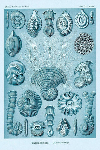 Haeckel Nature Illustrations: Talamophora, Formanifera, Rhisopods - Blue-Green Tint White Modern Wood Framed Art Print with Double Matting by Haeckel, Ernst