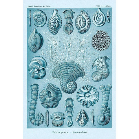 Haeckel Nature Illustrations: Talamophora, Formanifera, Rhisopods - Blue-Green Tint Black Modern Wood Framed Art Print with Double Matting by Haeckel, Ernst
