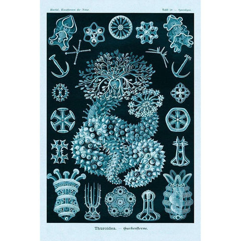 Haeckel Nature Illustrations: Sea Cucumbers - Blue-Green Tint Black Modern Wood Framed Art Print with Double Matting by Haeckel, Ernst