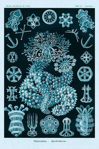 Haeckel Nature Illustrations: Sea Cucumbers - Blue-Green Tint White Modern Wood Framed Art Print with Double Matting by Haeckel, Ernst
