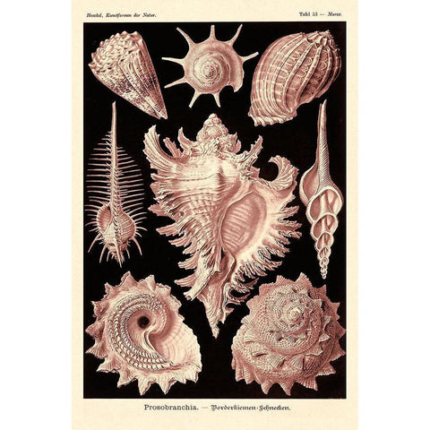 Haeckel Nature Illustrations: Gastropods - Rose Tint Black Modern Wood Framed Art Print with Double Matting by Haeckel, Ernst