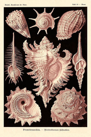 Haeckel Nature Illustrations: Gastropods - Rose Tint White Modern Wood Framed Art Print with Double Matting by Haeckel, Ernst