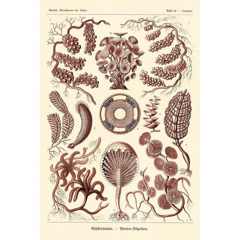 Haeckel Nature Illustrations: Siphoneae Hydrozoa - Rose Tint Black Modern Wood Framed Art Print with Double Matting by Haeckel, Ernst