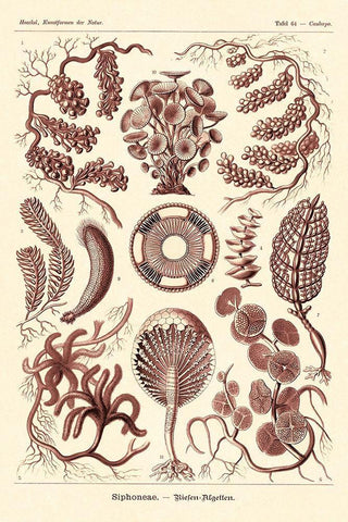 Haeckel Nature Illustrations: Siphoneae Hydrozoa - Rose Tint White Modern Wood Framed Art Print with Double Matting by Haeckel, Ernst