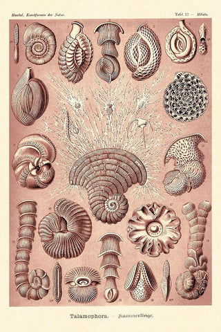 Haeckel Nature Illustrations: Talamophora, Formanifera, Rhisopods - Rose Tint White Modern Wood Framed Art Print with Double Matting by Haeckel, Ernst