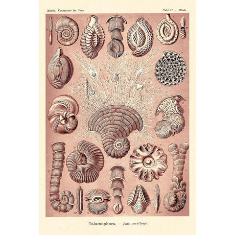 Haeckel Nature Illustrations: Talamophora, Formanifera, Rhisopods - Rose Tint Black Modern Wood Framed Art Print by Haeckel, Ernst