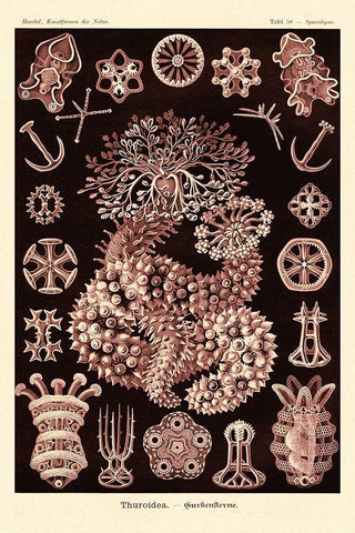 Haeckel Nature Illustrations: Sea Cucumbers- Rose Tint White Modern Wood Framed Art Print with Double Matting by Haeckel, Ernst