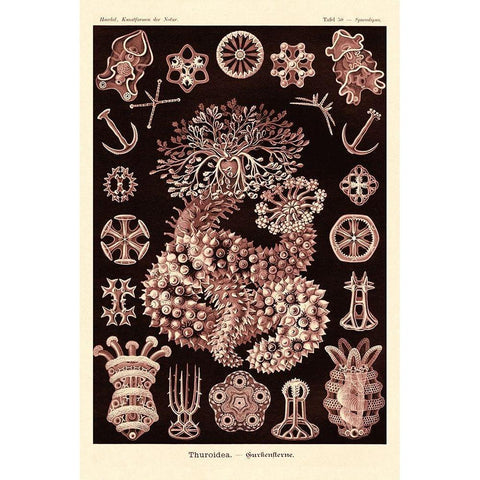 Haeckel Nature Illustrations: Sea Cucumbers- Rose Tint Black Modern Wood Framed Art Print by Haeckel, Ernst