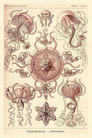 Haeckel Nature Illustrations: Trachomedusae - Jellyfish - Rose Tint Black Ornate Wood Framed Art Print with Double Matting by Haeckel, Ernst