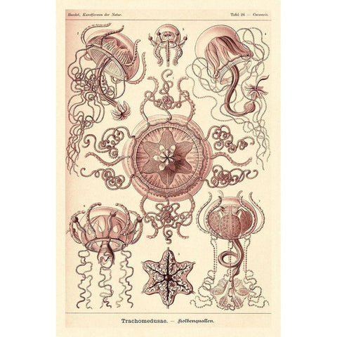 Haeckel Nature Illustrations: Trachomedusae - Jellyfish - Rose Tint Black Modern Wood Framed Art Print by Haeckel, Ernst