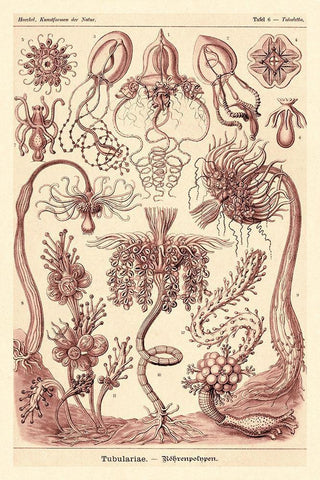 Haeckel Nature Illustrations: Tubularida - Tubularians - Rose Tint White Modern Wood Framed Art Print with Double Matting by Haeckel, Ernst