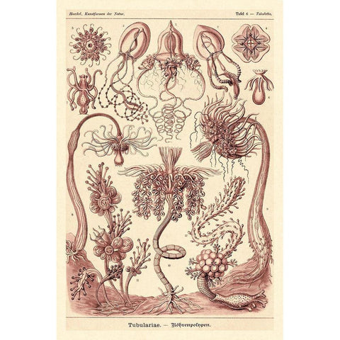 Haeckel Nature Illustrations: Tubularida - Tubularians - Rose Tint Black Modern Wood Framed Art Print by Haeckel, Ernst