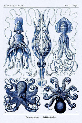 Haeckel Nature Illustrations: Jelly Fish - Dark Blue Tint Black Ornate Wood Framed Art Print with Double Matting by Haeckel, Ernst
