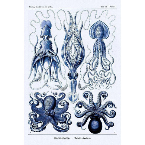 Haeckel Nature Illustrations: Jelly Fish - Dark Blue Tint White Modern Wood Framed Art Print by Haeckel, Ernst