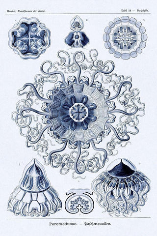 Haeckel Nature Illustrations: Polycytaria Radiolaria - Dark Blue Tint Black Ornate Wood Framed Art Print with Double Matting by Haeckel, Ernst
