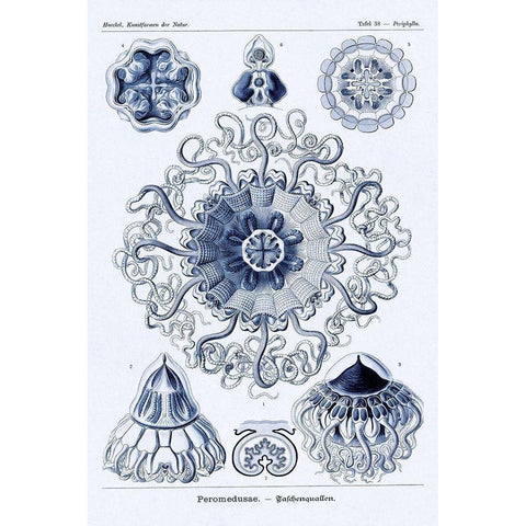 Haeckel Nature Illustrations: Polycytaria Radiolaria - Dark Blue Tint Black Modern Wood Framed Art Print with Double Matting by Haeckel, Ernst