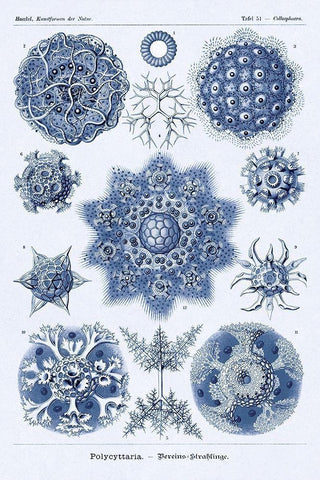 Haeckel Nature Illustrations: Siphoneae Hydrozoa - Dark Blue Tint White Modern Wood Framed Art Print with Double Matting by Haeckel, Ernst