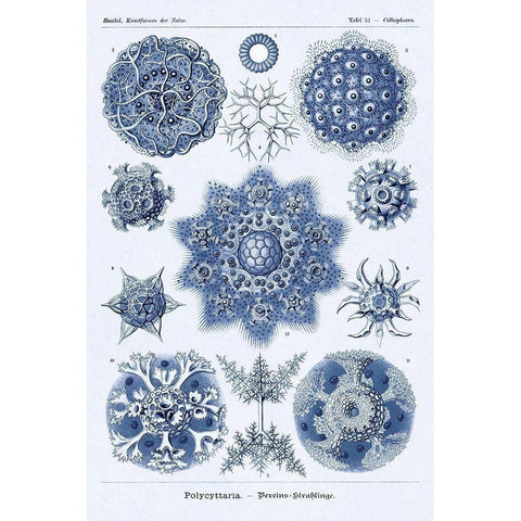 Haeckel Nature Illustrations: Siphoneae Hydrozoa - Dark Blue Tint Gold Ornate Wood Framed Art Print with Double Matting by Haeckel, Ernst