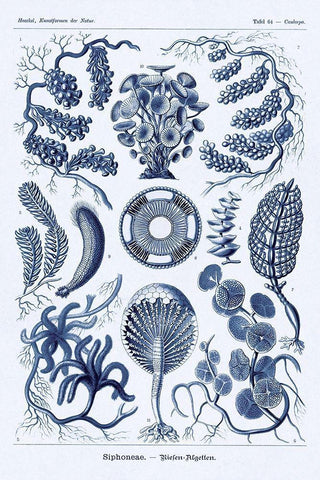 Haeckel Nature Illustrations: Siphoneae Hydrozoa - Dark Blue Tint Black Ornate Wood Framed Art Print with Double Matting by Haeckel, Ernst