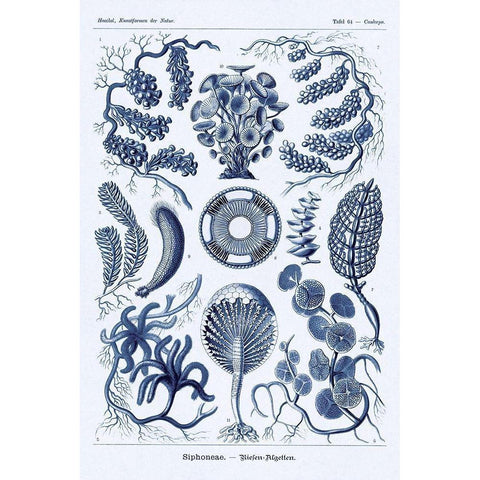 Haeckel Nature Illustrations: Siphoneae Hydrozoa - Dark Blue Tint Gold Ornate Wood Framed Art Print with Double Matting by Haeckel, Ernst