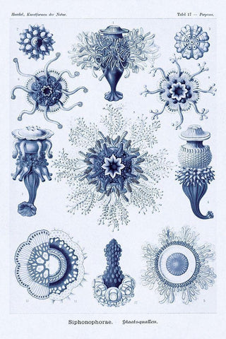 Haeckel Nature Illustrations: Siphoneae Hydrozoa - Dark Blue Tint White Modern Wood Framed Art Print with Double Matting by Haeckel, Ernst