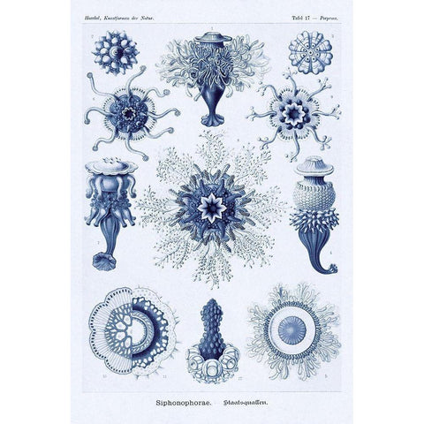 Haeckel Nature Illustrations: Siphoneae Hydrozoa - Dark Blue Tint Gold Ornate Wood Framed Art Print with Double Matting by Haeckel, Ernst